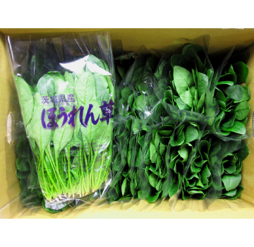 ほうれん草2